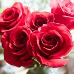 next day roses delivery